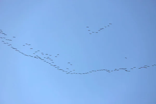 Muchas aves migratorias vuelan al norte al atardecer —  Fotos de Stock