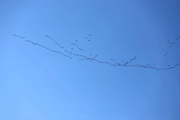 Many migratory birds fly to north at sunset — Stock Photo, Image