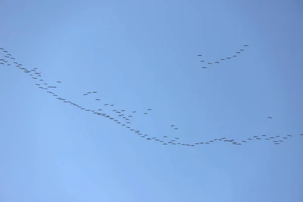 Muitas aves migratórias voam para o norte ao pôr do sol — Fotografia de Stock