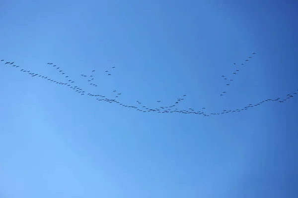Muchas aves migratorias vuelan al norte al atardecer — Foto de Stock