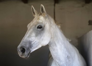 Ahırdaki güzel bir atın portresi.