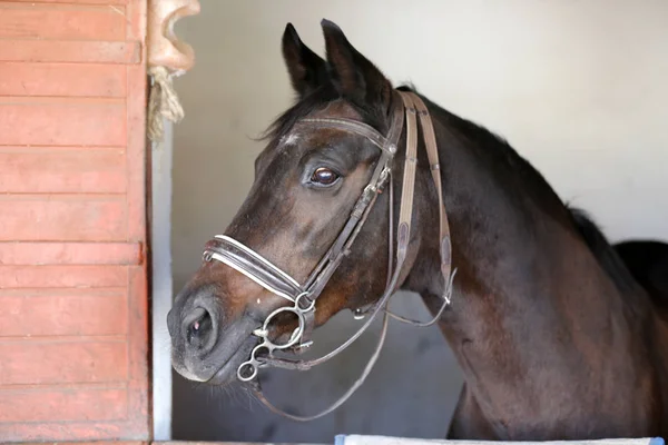 Retrato de un hermoso caballo de silla en el granero — Foto de Stock