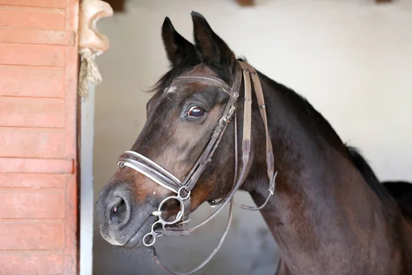 Ritratto di un bellissimo cavallo da sella nel fienile — Foto Stock