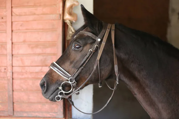 Ritratto di un bellissimo cavallo da sella nel fienile — Foto Stock