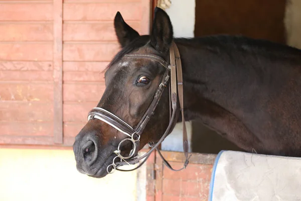 Retrato de um belo cavalo de sela no celeiro — Fotografia de Stock