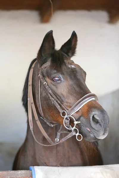 Nahaufnahme Kopfschuss eines schönen Hengstes in der Stalltür — Stockfoto