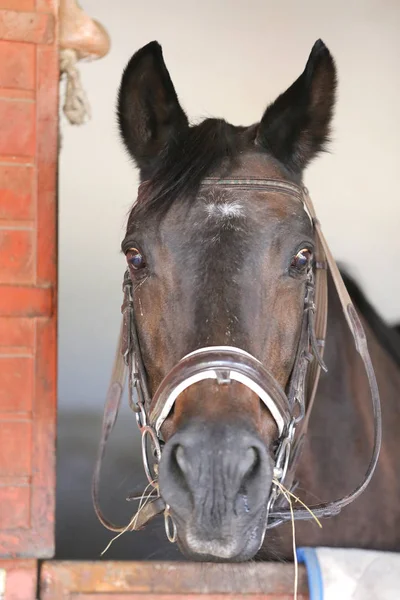 Primo piano colpo alla testa di un bellissimo stallone nella porta della stalla — Foto Stock
