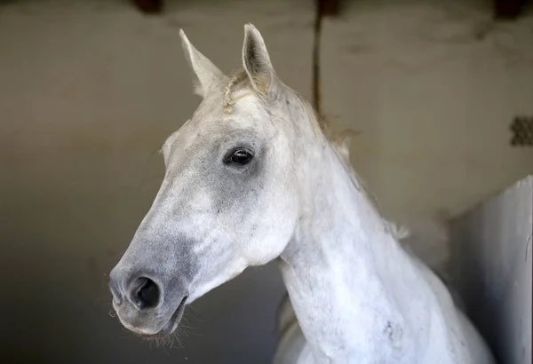 Retrato de un hermoso caballo de silla en el granero —  Fotos de Stock