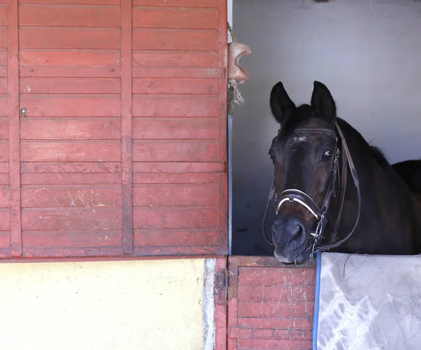 Retrato de un hermoso caballo de silla en el granero — Foto de Stock