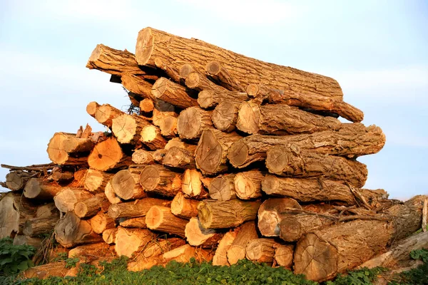 Brennholz zum Trocknen gehackt und gestapelt — Stockfoto