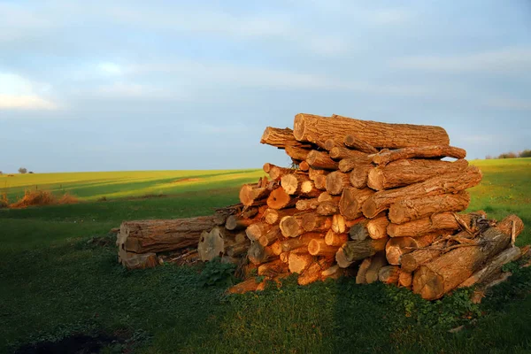 Firewood chopped and stacked to dry — ストック写真