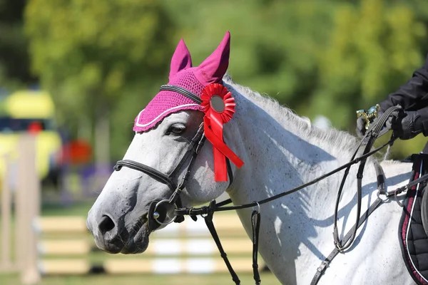 Proud rider wearing badges on the winner horse after competition