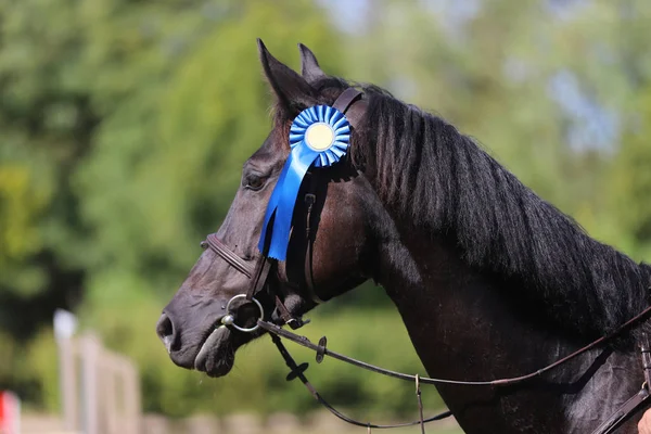 Proud rider wearing badges on the winner horse after competition — Stockfoto