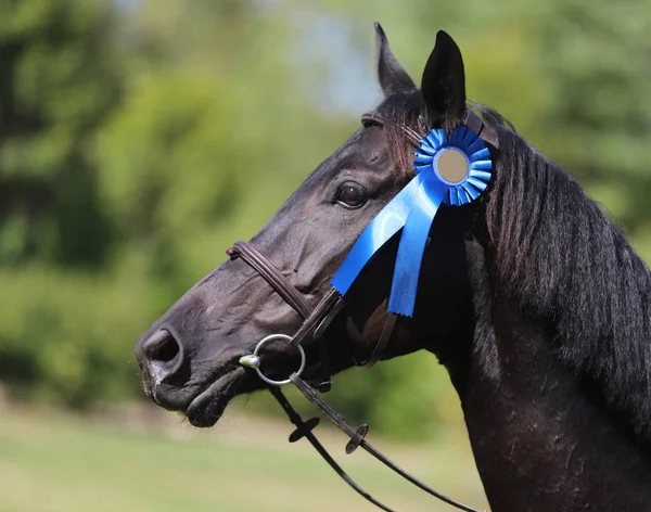Pengendara bangga mengenakan lencana pada kuda pemenang setelah kompetisi — Stok Foto
