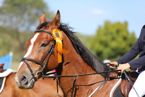 Proud rider wearing badges on the winner horse after competition