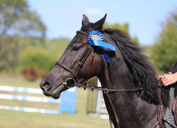 Orgulloso jinete con insignias en el caballo ganador después de la competencia — Foto de Stock