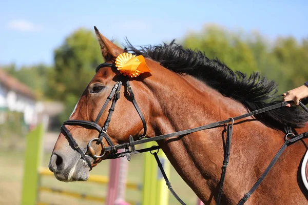 Orgulloso jinete con insignias en el caballo ganador después de la competencia — Foto de Stock