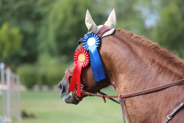 Proud rider wearing badges on the winner horse after competition — Stockfoto