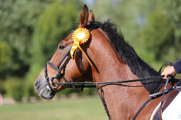 Proud rider wearing badges on the winner horse after competition — Stockfoto