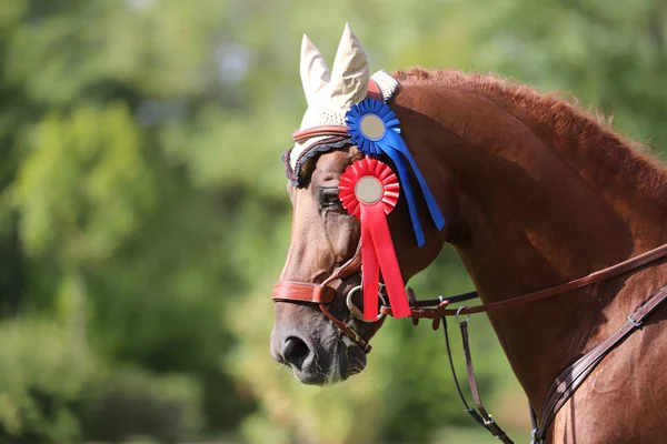 Beautiful purebred show jumper horse canter on the race course