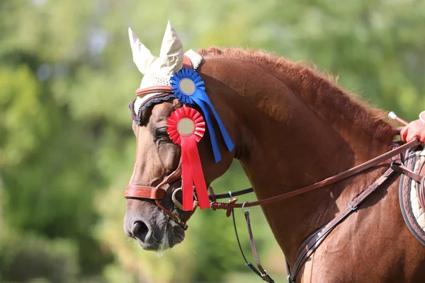 Beautiful purebred show jumper horse canter on the race course