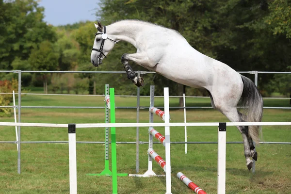 Hermoso caballo de pura raza joven saltar por encima de la barrera. Salto gratis —  Fotos de Stock