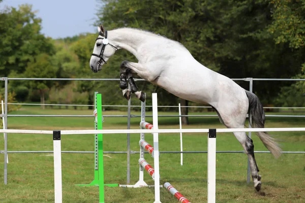 Νεαρό όμορφο άθλημα άλογο ελεύθερη άλματα πάνω από ένα εμπόδιο ανοιχτό αέρα — Φωτογραφία Αρχείου