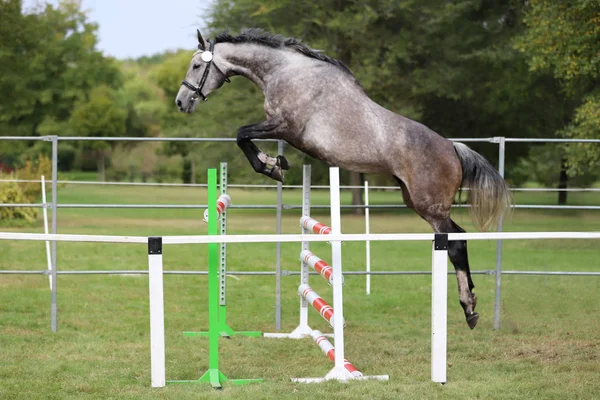 Bella giovane cavallo di razza saltare la barriera. Salto show gratuito — Foto Stock