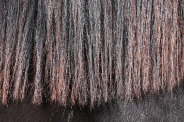 Kırmızımsı at yelesinin ayrıntıları.