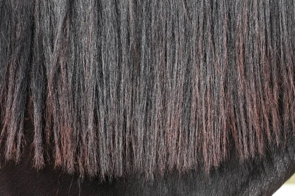 Horse hair closeup as a natural background — Stock Photo, Image