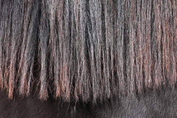 Detaljer om vacker rödaktig hästman utomhus — Stockfoto