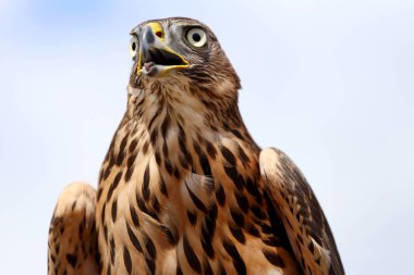Yetişkin Şahin 'in başı. Doğancılık.