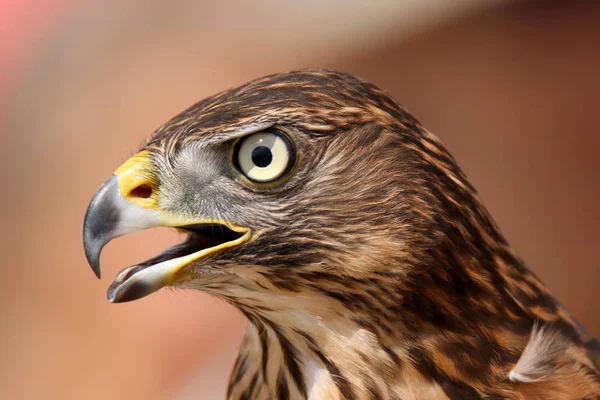 Επικεφαλής της ενήλικης goshawk. Φαλκωνία. — Φωτογραφία Αρχείου