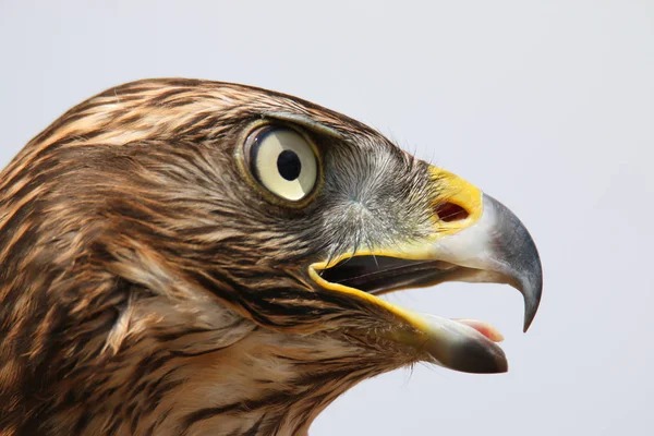 Глава взрослого ястреба. Falconry . — стоковое фото