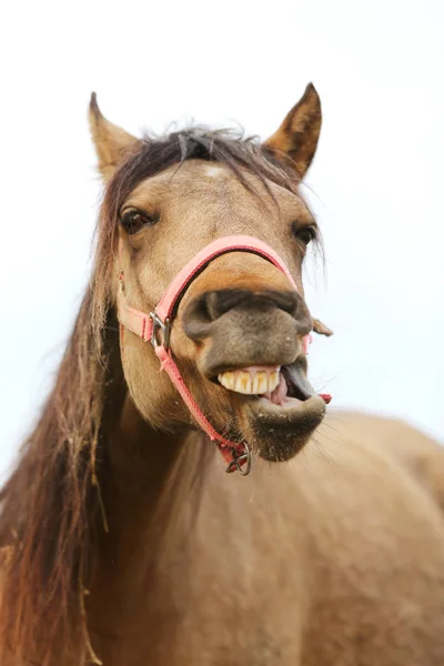 Funny closeup portrait of morgan mare head and nose — Stock Photo, Image