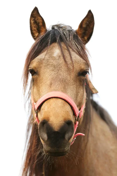 Closeup portrait of morgan mare head and nose — Stock Photo, Image