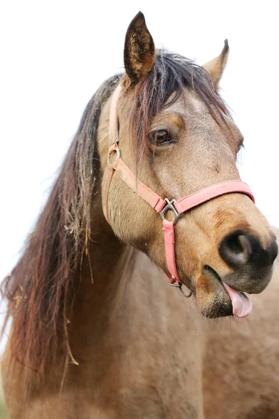 Funny closeup portrait of morgan mare head and nose