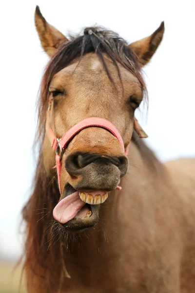 Funny closeup portrait of morgan mare head and nose — Stock Photo, Image