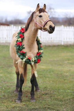 Beautiful horse portrait in christmas wreath decoration 