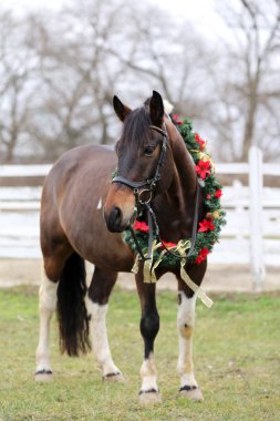 Beautiful horse portrait in christmas wreath decoration 