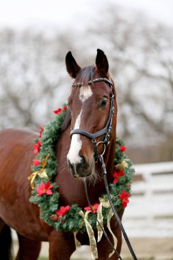 Dreamy christmas image of a saddle horse wearing beautiful holiday