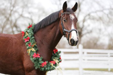 Dreamy christmas image of a saddle horse wearing beautiful holiday