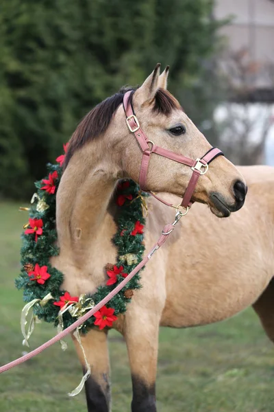 Όμορφο πορτρέτο αλόγου σε χριστουγεννιάτικο στεφάνι διακόσμηση Χριστούγεννα — Φωτογραφία Αρχείου