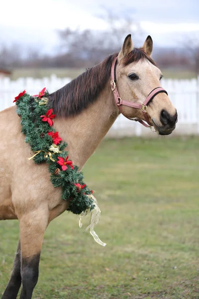 Beautiful horse portrait in christmas wreath decoration — Stok fotoğraf
