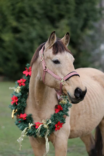 Krásný koňský portrét v vánoční věnec dekorace — Stock fotografie
