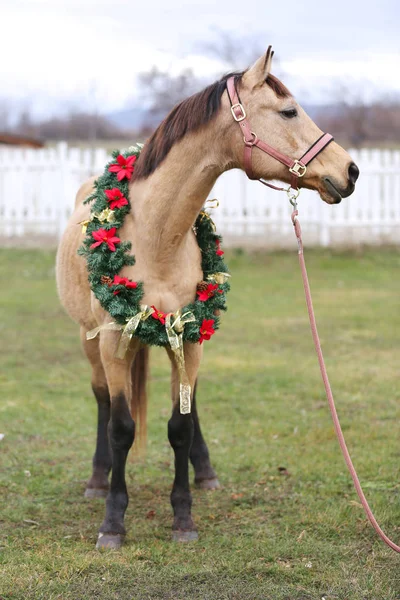 Piękny portret konia w dekoracji świątecznej wieniec — Zdjęcie stockowe