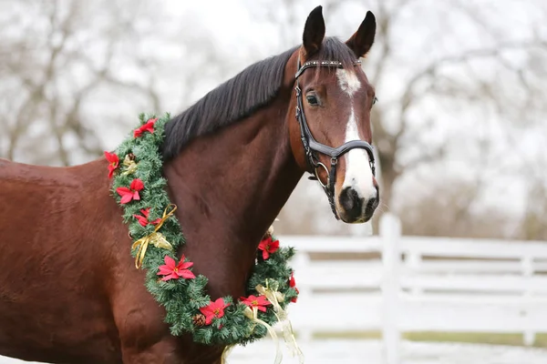 Image de Noël rêveuse d'un cheval de selle portant de belles vacances — Photo