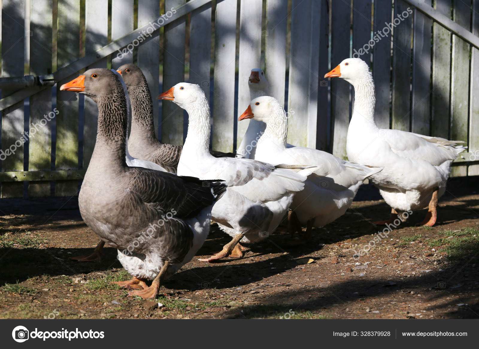 A flock of domestic white geese walk across a rural poultry yard Stock Photo by ©accept001 328379928 A flock of domestic white geese walk across a rural poultry yard Stock Photo by ©accept001 328379928