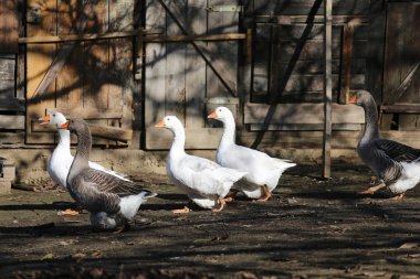 Evcil beyaz kaz sürüsü kırsal bir kümes hayvanları bahçesinde yürüyor.