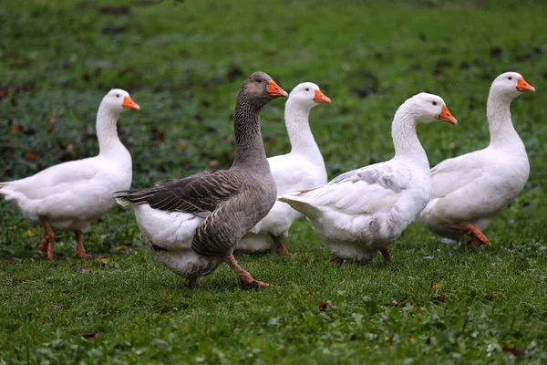 Närbild av vita och grå vuxna gäss på gården. Tamgås — Stockfoto